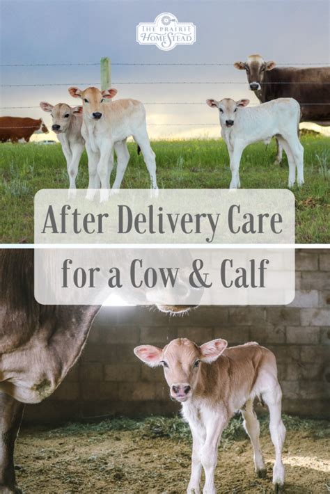 Caring For A Cow And Her Calf After Delivery • The Prairie Homestead