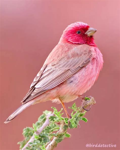 Beautiful Rosefinches Are Always Pretty In Pink Beautiful Birds Most