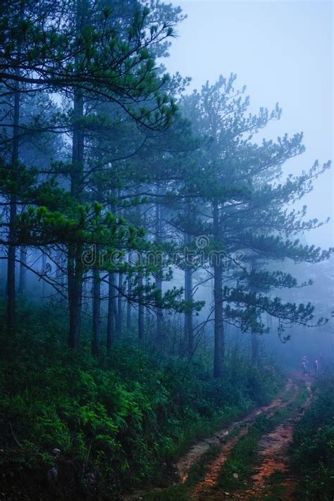 Pine Tree Forest At Misty Day Stock Image Image Of Cool Morning