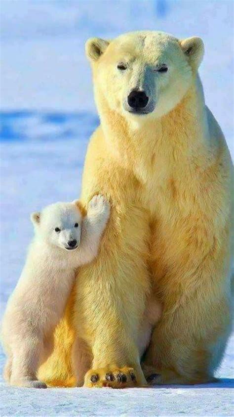 Pin By Steven Zeimbekakis On Bears Wolves Foxes Like Baby Polar