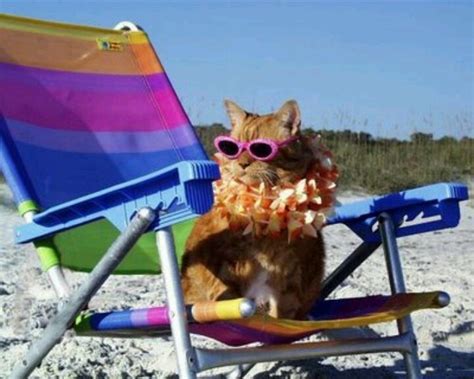 Those Animals On The Beach Just Love Summer 30 Photos And Memes Cat
