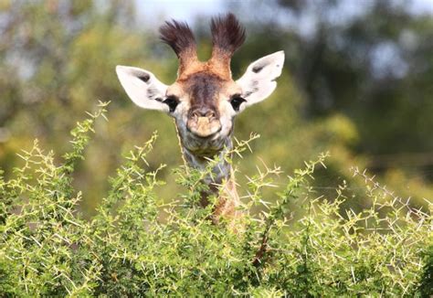 Video Baby Giraffe Takes First Steps Mouths Of Mums