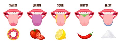 Premium Vector Human Tongue Basic Taste Areas Five Taste Zones In A