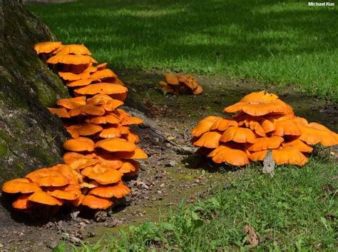 Omphalotus illudens (MushroomExpert.Com) | Orange mushroom, Stuffed ...