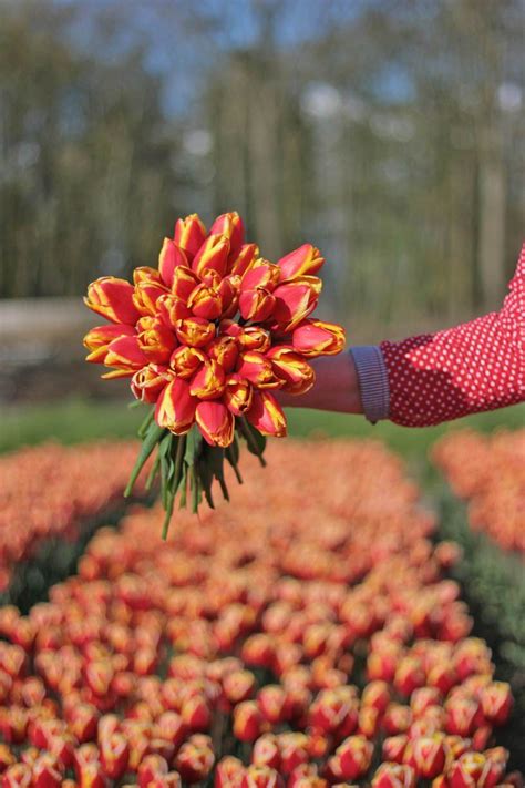 Pin By Katherine Baron On Flower Power Bulb Flowers Flower Farm Tulips