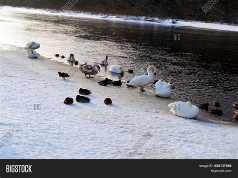 Pack Wild Ducks Swans Image And Photo Free Trial Bigstock