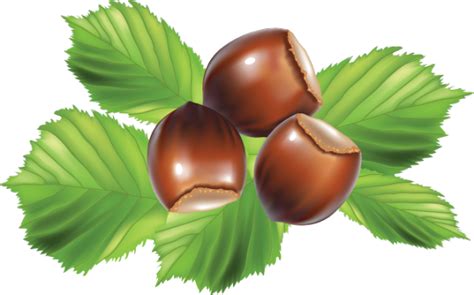 Free Hazelnut Png Download Free Hazelnut Png Png Images Free Cliparts