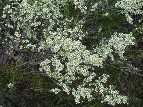 Wild May Leptospermum Polygalifolium Hardy Fine Leaved Shrub Open