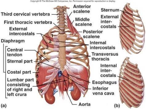 Numbered ribs, sternum, cartilage parts and clavicular articulation. Human Anatomy Rib Cage Organs . Human Anatomy Rib Cage ...