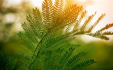 Download Wallpaper 3840x2400 Fern Leaves Branches Plant Sunlight 4k