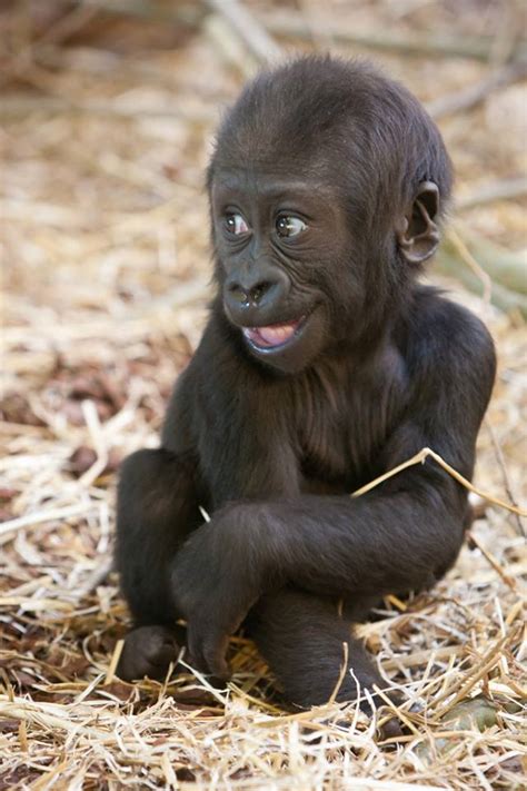 Adorable baby boy with wool cap. Baby Gorilla posing with a smile | LuvBat