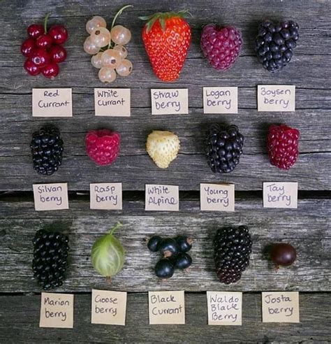 A Guide To Berries Coolguides