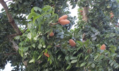 Pokok mahogani hutan hujan tropika. KHASIAT BUAH TUNJUK LANGIT (SKY FRUIT)/MAHOGANY ...