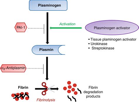 Streptokinase Mechanism Of Action Inspirational Lip Gloss Quotes