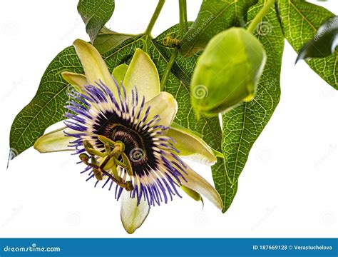 Passion Flower Passiflora Isolated On White Background Stock Photo