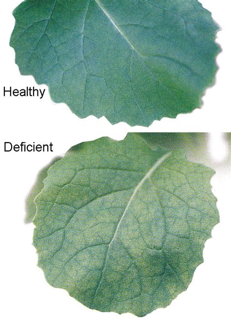 Diagnosing Copper Deficiency In Canola Agriculture And Food
