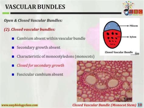 Vascular Bundles Structure And Classification Different Types Of Vas
