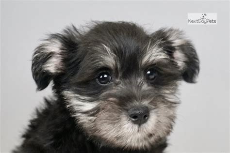Puppies and dogs in indiana. Webster: Schnauzer, Miniature puppy for sale near Fort Wayne, Indiana. | 43024021c1