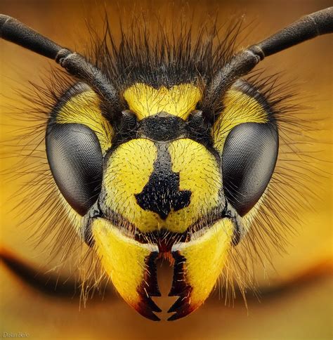 Amazing Macro Insect Photography By Dusan Beno Photos 035 Scopecube