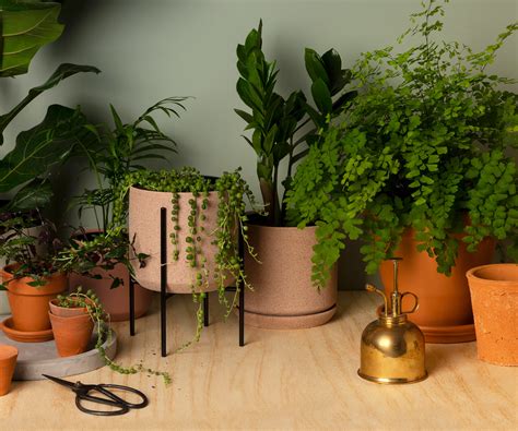 Of The Best Indoor Plants And How To Keep Them Alive