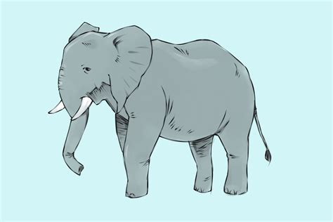 Comment Dessiner Un éléphant Avec Images Wikihow