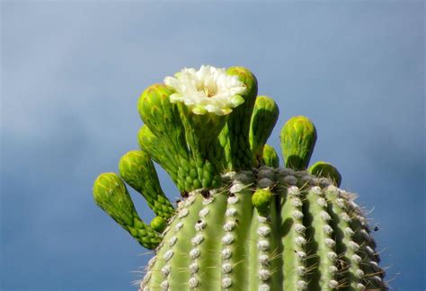 10 Saguaro Flower Facts That Will Make You Love The Desert Even More