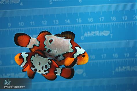 Maybe you would like to learn more about one of these? Clownfish Care Amazing Facts And Care Tips With Pictures