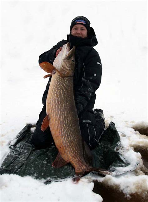 International Fishing News Sweden Huge 51 Inch Pike From The Ice