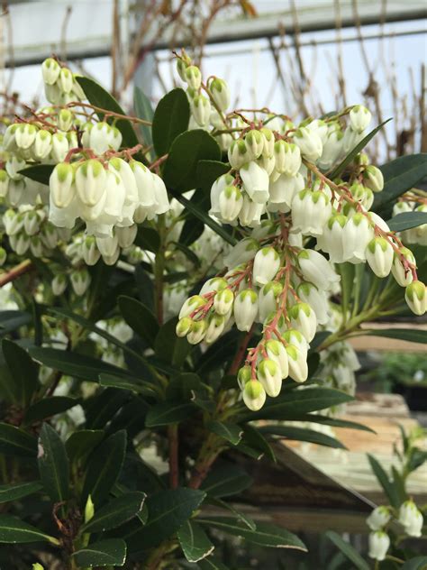 We did not find results for: MOUNTAIN SNOW PIERIS This Southern Living variety is a ...
