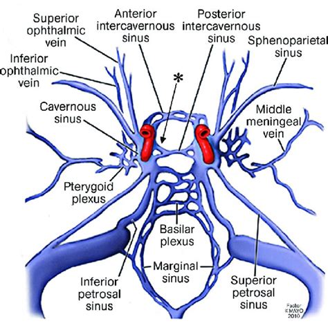 Artwork Depicting The Cavernous Sinus And Its Connective Network The