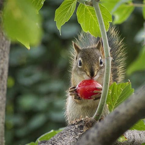 Baby Squirrel Eating A Cherry Tomato Rpics