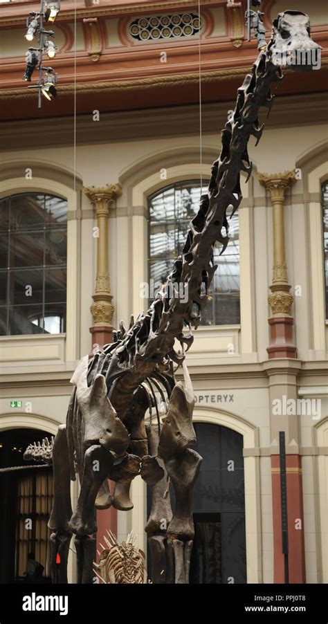 Dinosaurs Hall Skeleton Of A Diplodocus Museum Fur Naturkunde Museum
