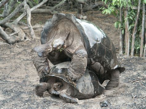 Tortoises And Sea Lions In The Galapagos Islands Photos Boomsbeat