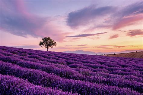 Lavender Field With A Lonely Tree And A Mountain In The Background At