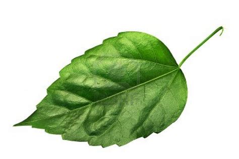Single Leaves Pictures Clipart Best
