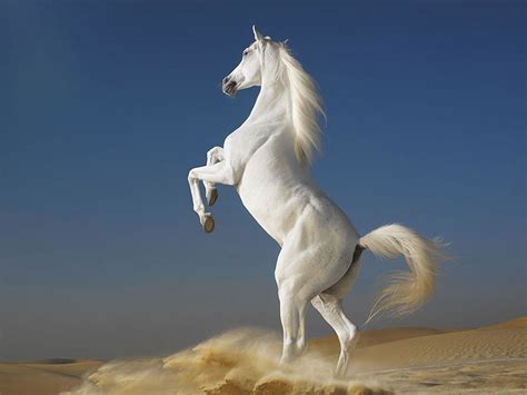 Wallpaper Horse 70 Pictures
