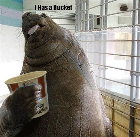 Kfc Bucket Lolrus Know Your Meme