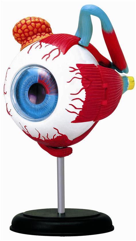4d Vision Human Eyeball Anatomy Model