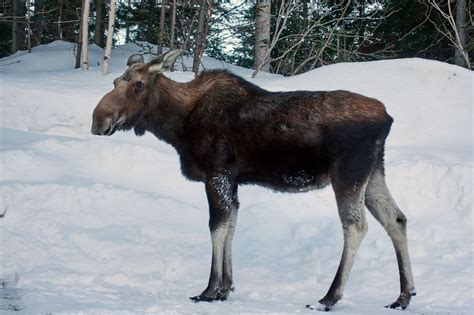 Heres How You Can Stop Canadian Moose From Licking Your Car