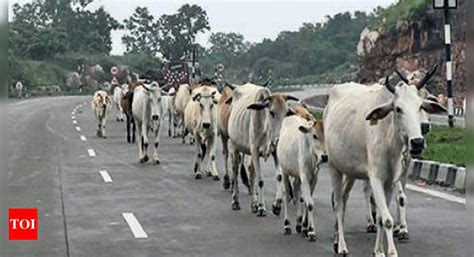 Stray Cattle Take To Highways As Madhya Pradesh Government Looks The Other Way Bhopal News