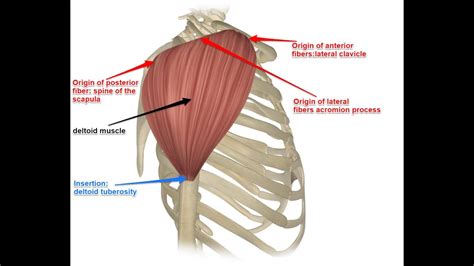 Muscle Anatomy Deltoid Muscle Human Movements Science Sinhala