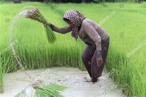 Cambodian Farmer Works Rice Field On Editorial Stock Photo Stock