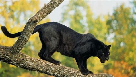 Black Panther Lifestyle Habitat And Interesting Facts