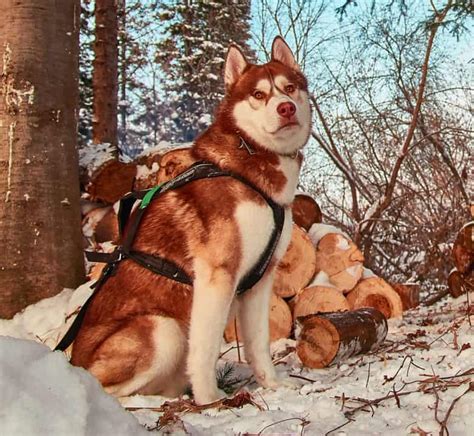 Dog Breed Information Just How Rare Is The Red Husky K9 Web