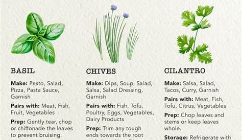 herbs and uses list