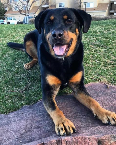 Find rottweiler mix in dogs & puppies for rehoming | find dogs and puppies locally for sale or adoption in ontario : - Rottweiler Life