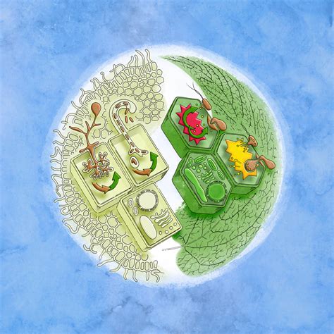 The primary cell wall of land plants is composed. 36th New Phytologist Symposium