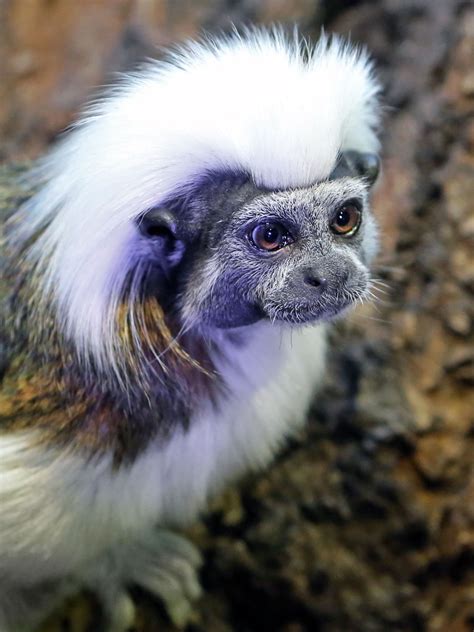A Complete List of All Types of Monkeys You Wouldn't Want ...