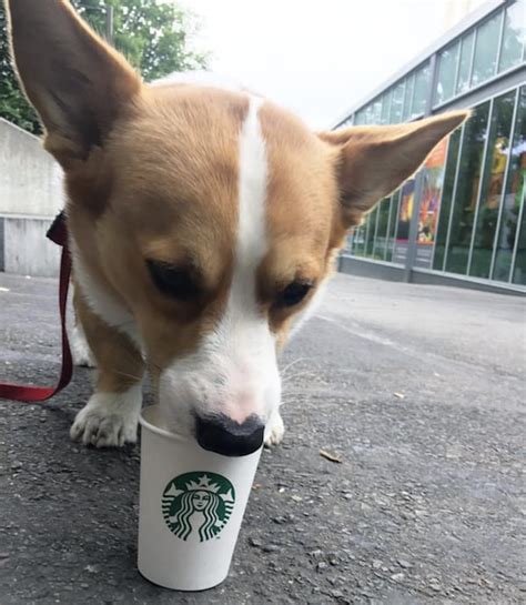10 Dogs Addicted To Starbucks Puppuccinos