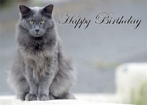Found On Bing Gray Cat Happy Birthday Kitty Cat Happy
